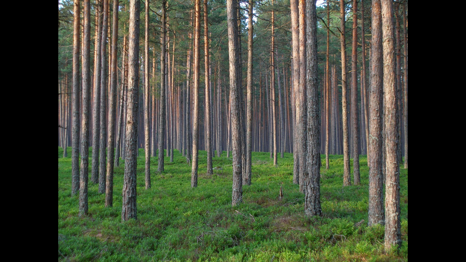 A forest filled with no leafy trees that are separated from each other in uniform distances.